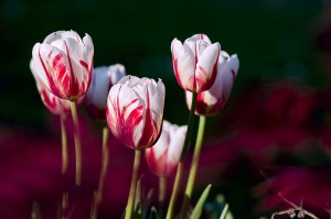 tulips-56423_1920